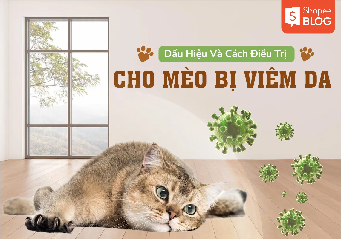 7 dấu hiệu cho thấy mèo bị viêm da cần đi thú y ngay