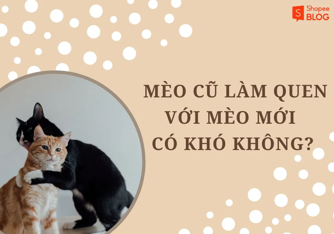 Bật mí cách để mèo cũ làm quen mèo mới cho hội yêu động vật