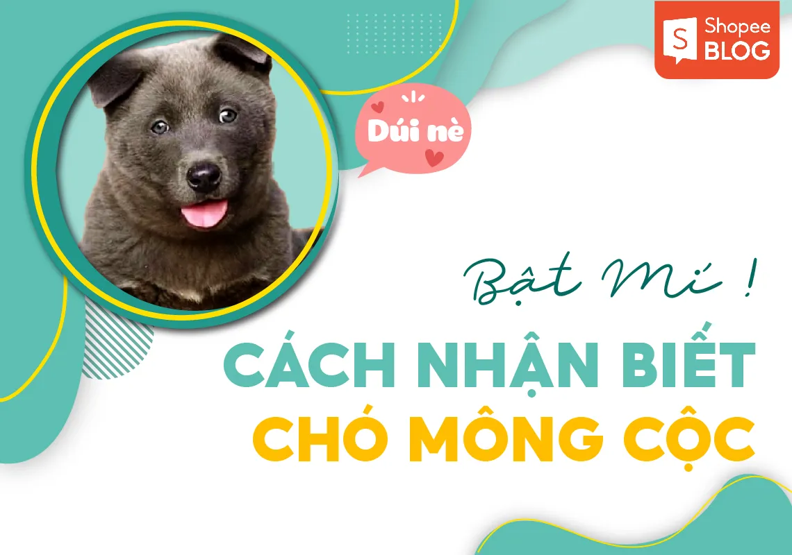 Bật mí cách nhận biết chó Mông cộc chuẩn qua tính cách