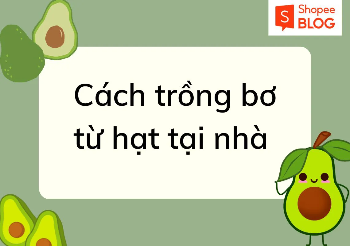 Bật mí cách trồng bơ từ hạt siêu đơn giản tại nhà 