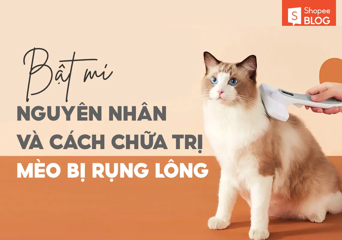 Bật mí nguyên nhân và cách chữa trị mèo bị rụng lông