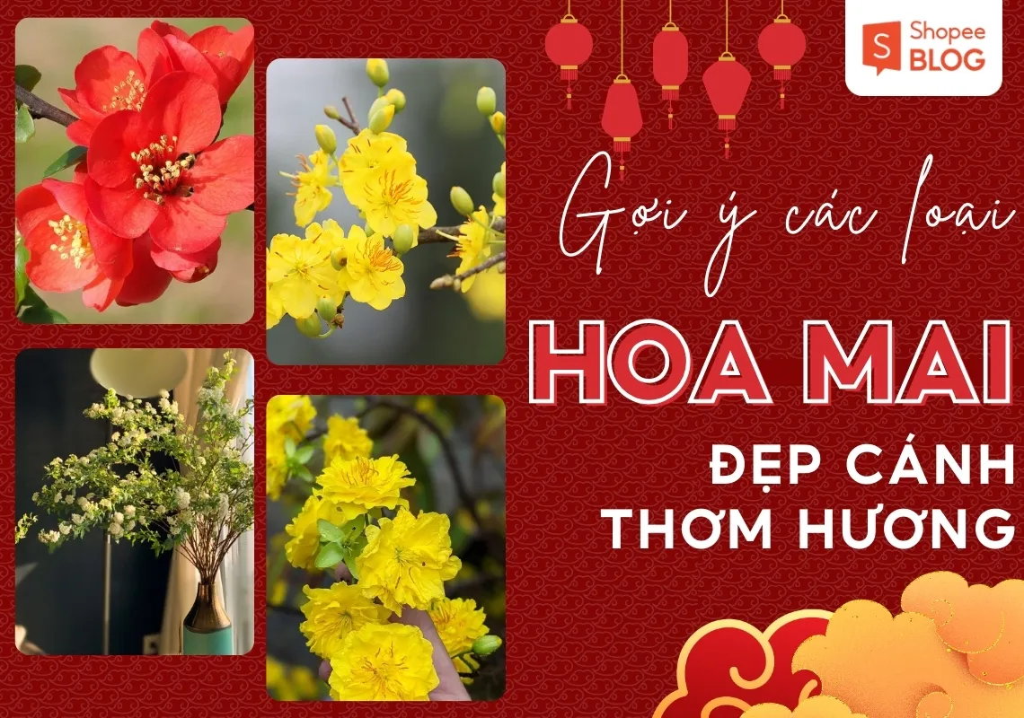 Các loại hoa mai đẹp cánh, thơm hương chưng Tết Giáp Thìn