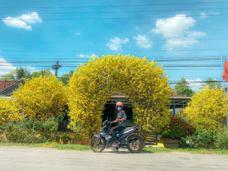 Các loại hoa mai đẹp cánh, thơm hương chưng Tết Giáp Thìn