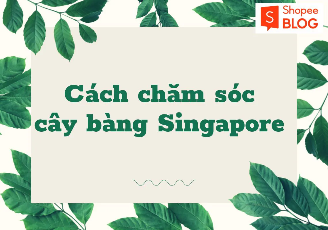 Cách chăm sóc cây bàng Singapore luôn xanh tốt cho người mới