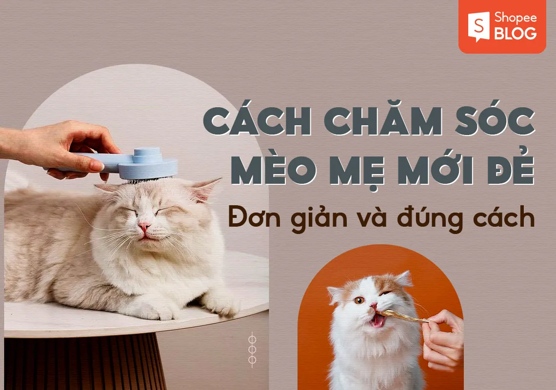 Cách chăm sóc mèo mẹ mới đẻ đơn giản và chính xác