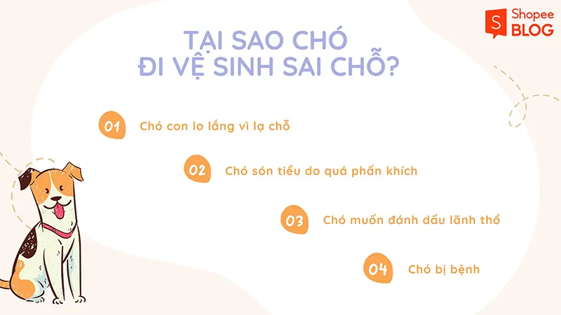 Cách dạy chó đi vệ sinh đúng chỗ đơn giản, hữu ích