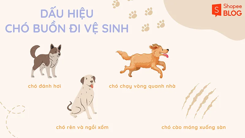 Cách dạy chó đi vệ sinh đúng chỗ đơn giản, hữu ích