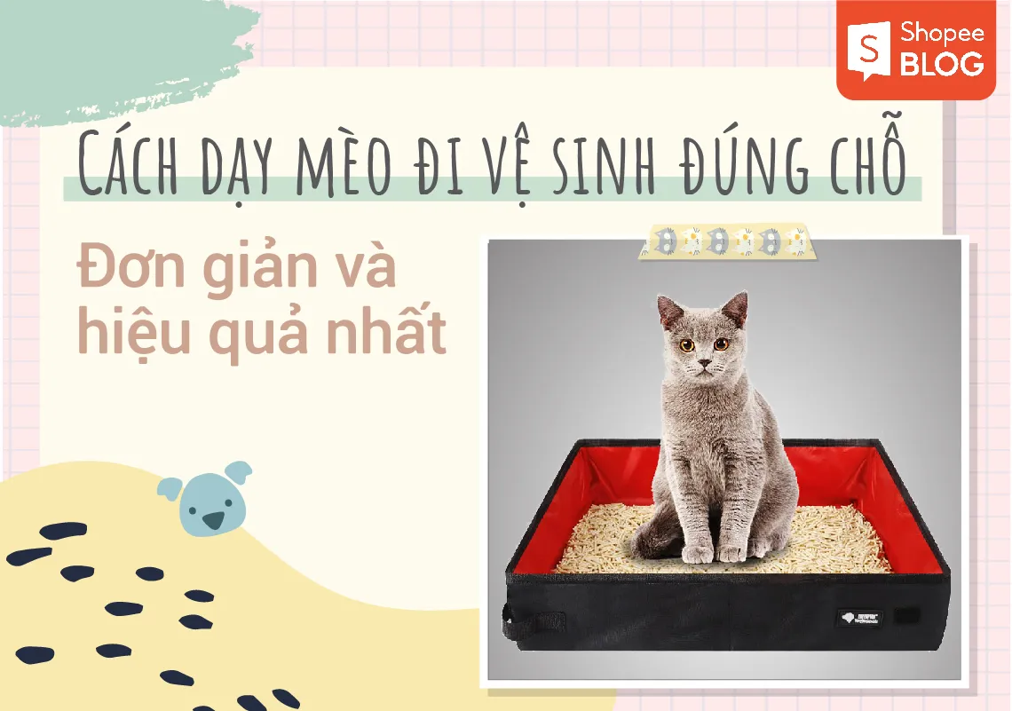 Cách dạy mèo đi vệ sinh đúng chỗ đơn giản và hiệu quả nhất