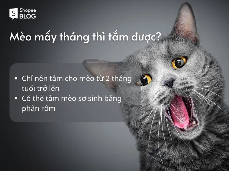 Cách tắm cho mèo dịu dàng không làm mèo hoảng sợ