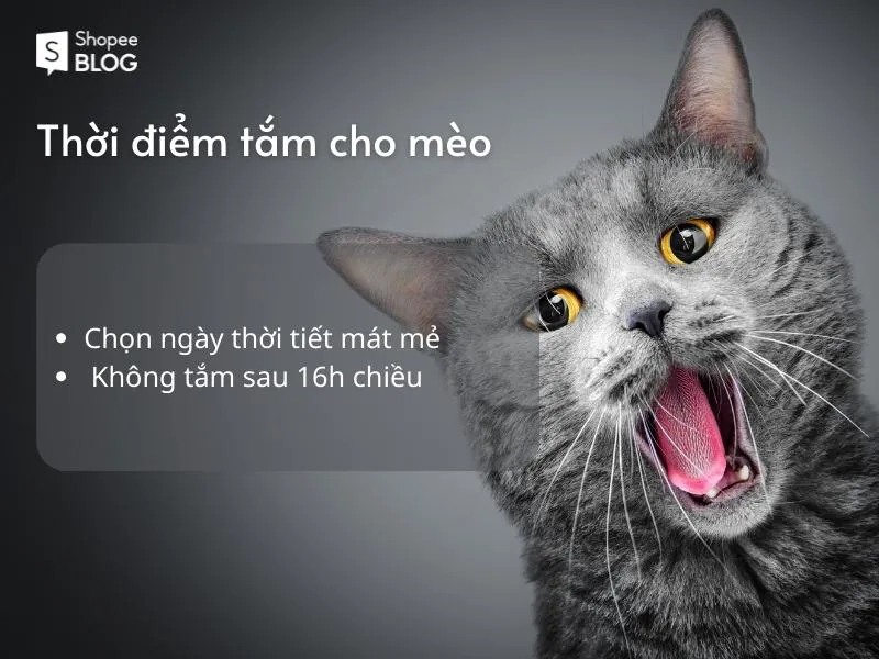 Cách tắm cho mèo dịu dàng không làm mèo hoảng sợ