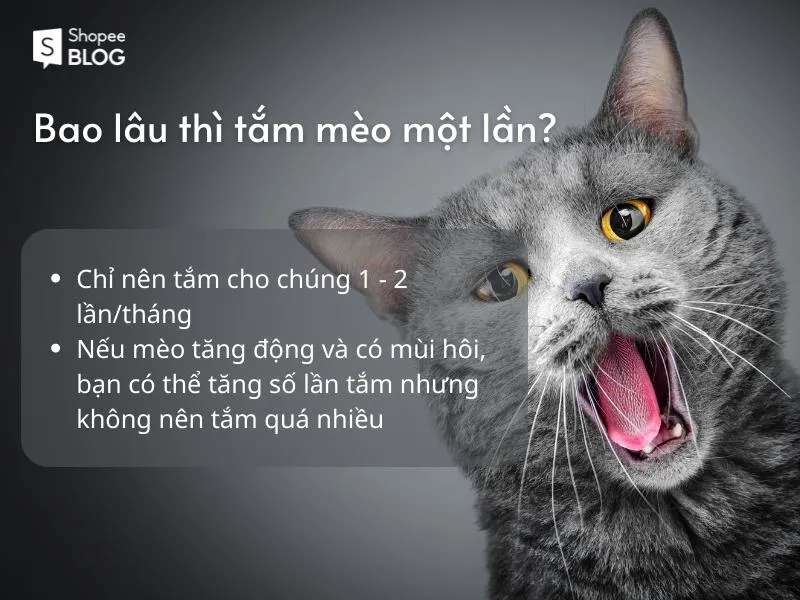 Cách tắm cho mèo dịu dàng không làm mèo hoảng sợ