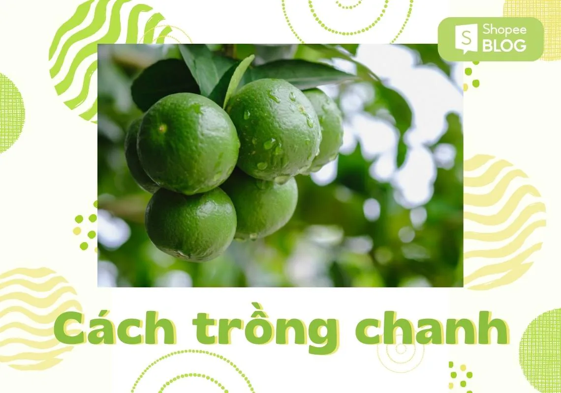 Cách trồng cây chanh mau lớn, khỏe mạnh và trĩu quả