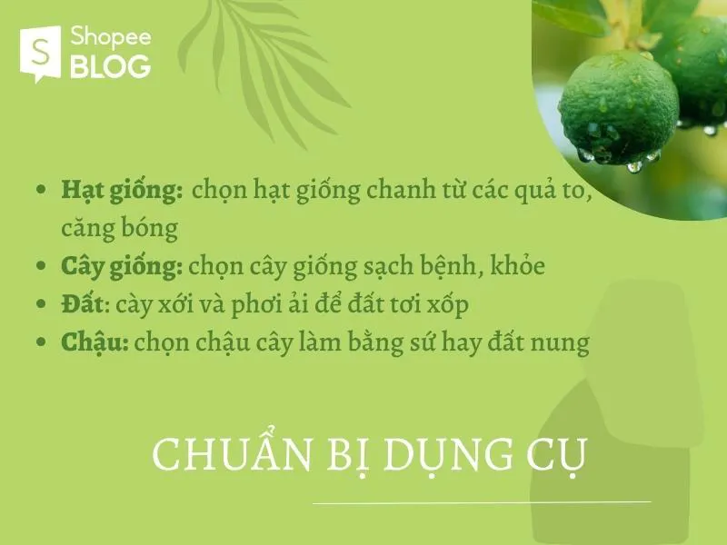 Cách trồng cây chanh mau lớn, khỏe mạnh và trĩu quả