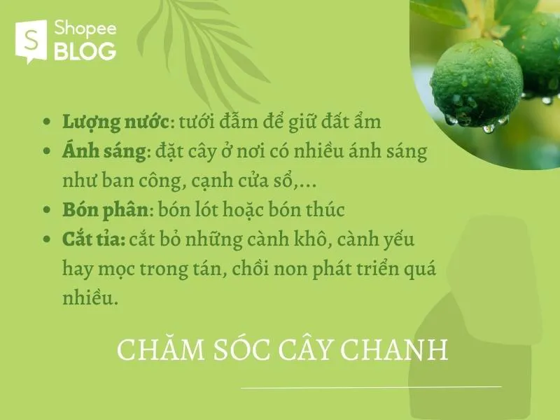 Cách trồng cây chanh mau lớn, khỏe mạnh và trĩu quả