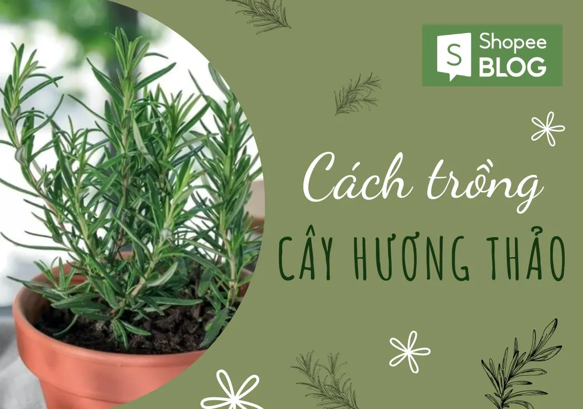 Cách trồng cây hương thảo để nhà luôn thơm ngát