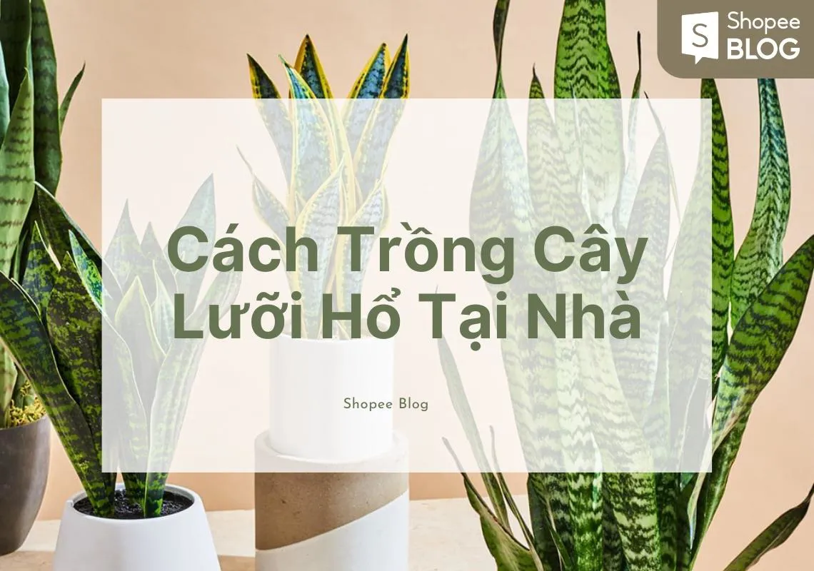 Cách trồng cây lưỡi hổ đơn giản nhất ngay tại nhà