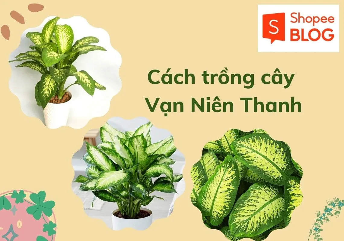 Cách trồng cây vạn niên thanh tại nhà và mẹo chăm sóc cây