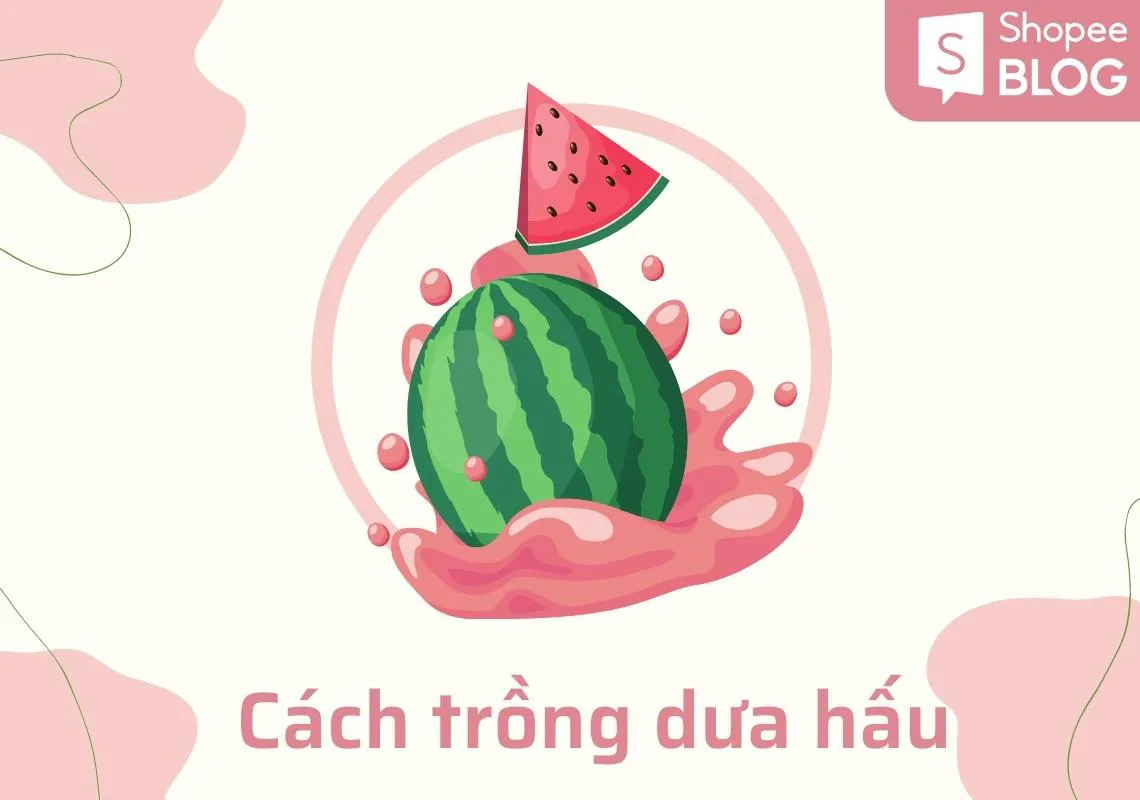 Cách trồng dưa hấu đơn giản trong khuôn viên nhà nhỏ