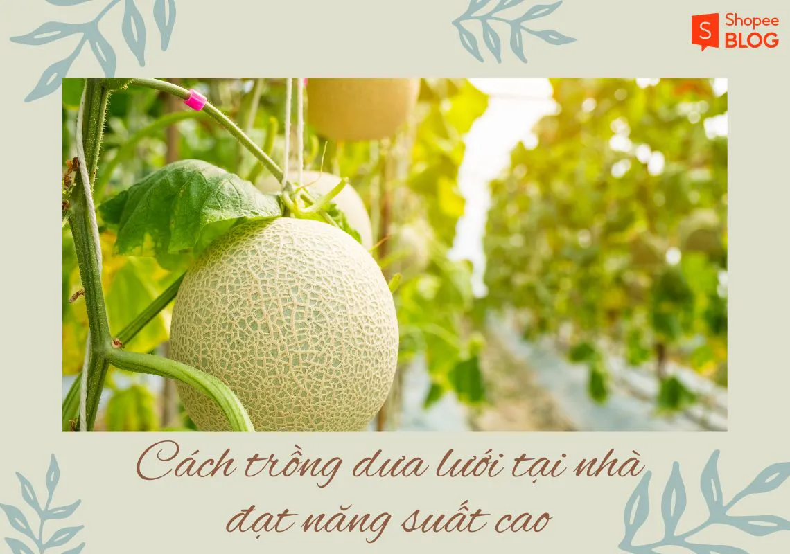 Cách trồng dưa lưới tại nhà đạt năng suất cao