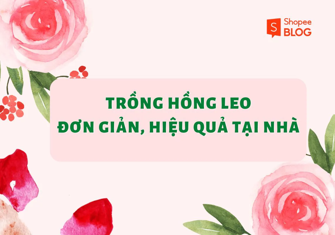 Cách trồng hoa hồng leo nở rực rỡ bừng sáng không gian sống