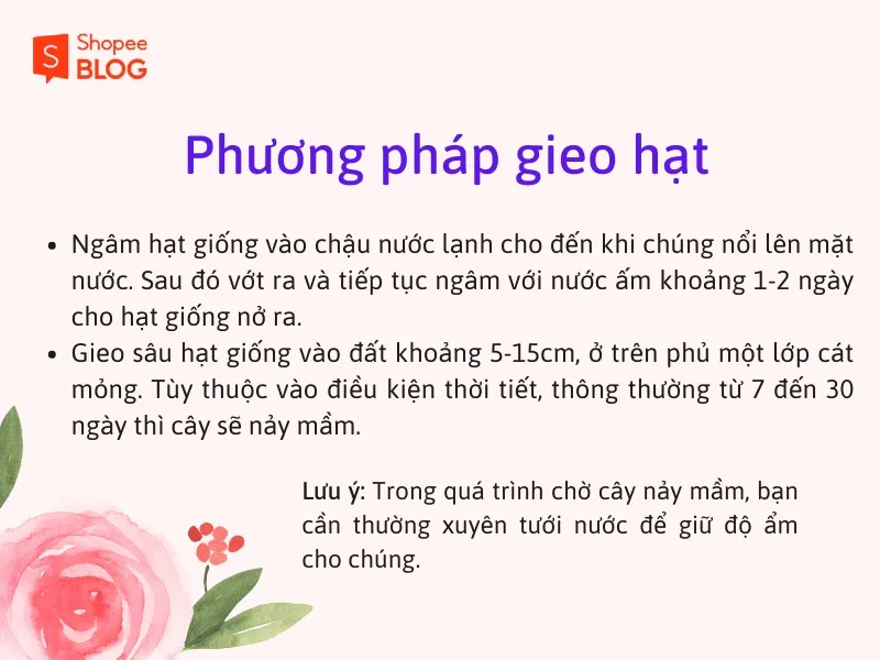 Cách trồng hoa hồng leo nở rực rỡ bừng sáng không gian sống