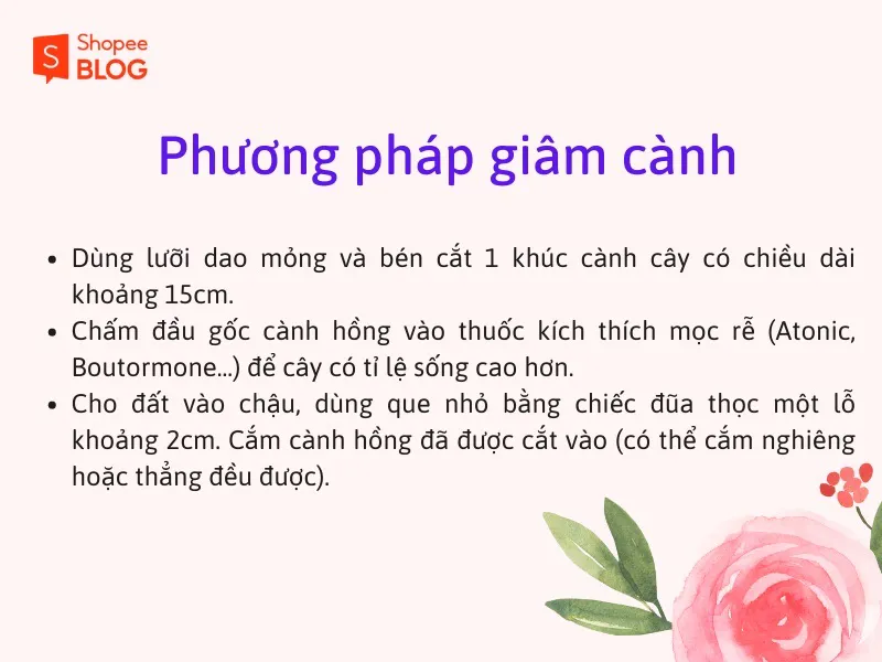 Cách trồng hoa hồng leo nở rực rỡ bừng sáng không gian sống