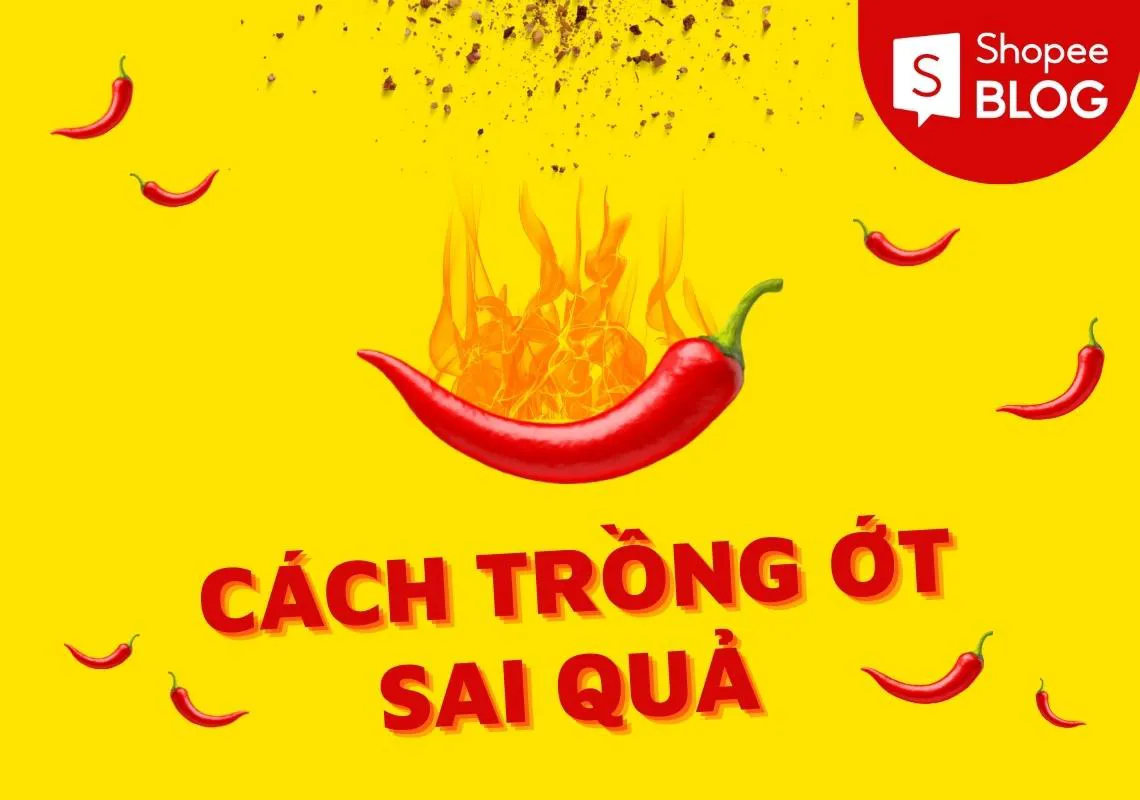 Cách trồng ớt đơn giản, tiết kiệm và cho trái quanh năm