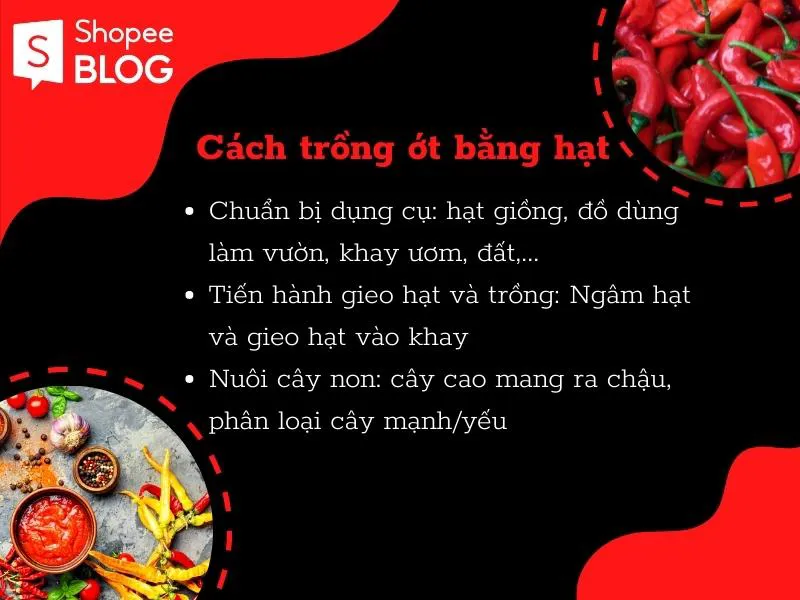 Cách trồng ớt đơn giản, tiết kiệm và cho trái quanh năm