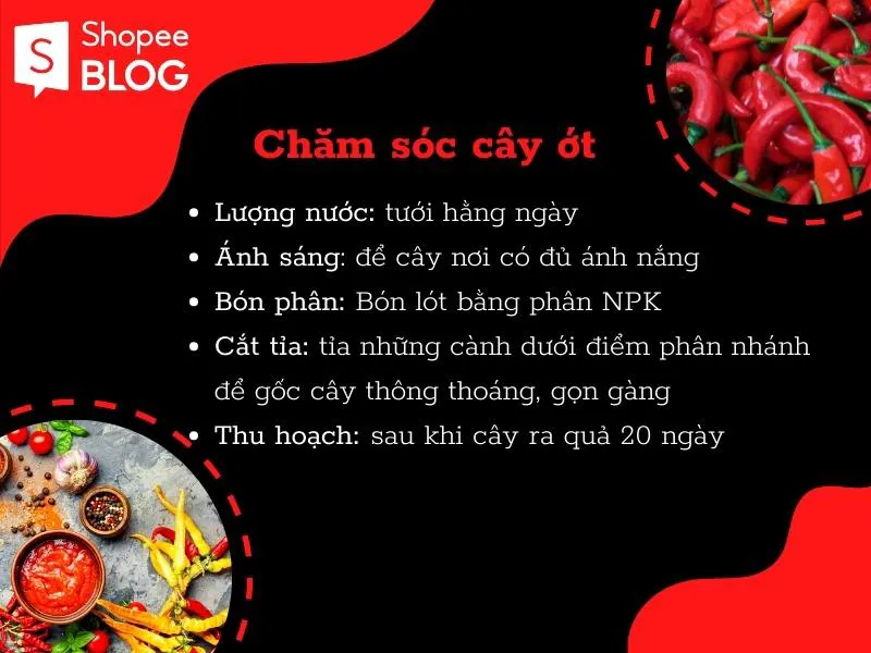 Cách trồng ớt đơn giản, tiết kiệm và cho trái quanh năm