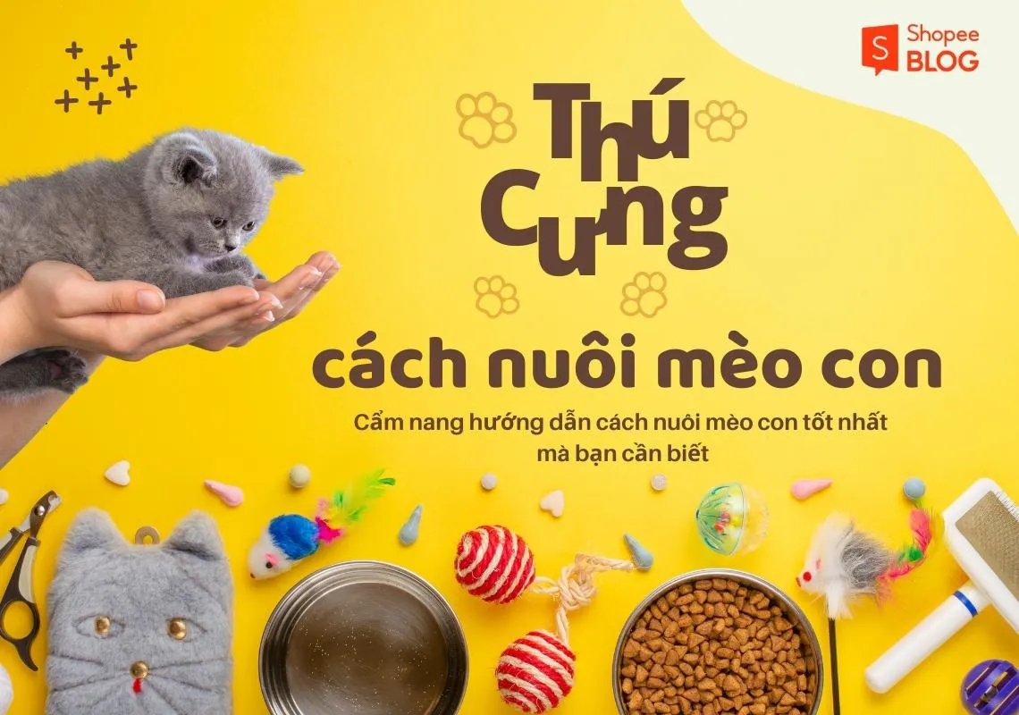 Cẩm nang hướng dẫn cách nuôi mèo con tốt nhất mà bạn cần biết