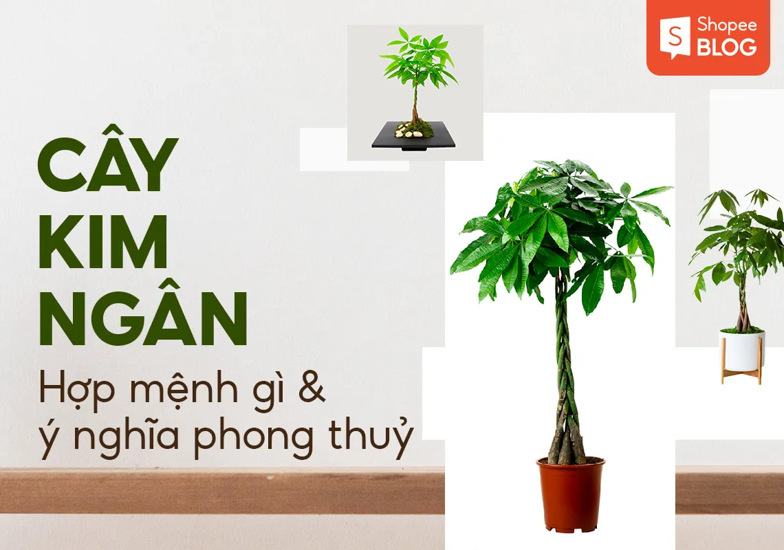 Cây Kim ngân hợp mệnh gì và Ý nghĩa phong thủy của cây Kim ngân