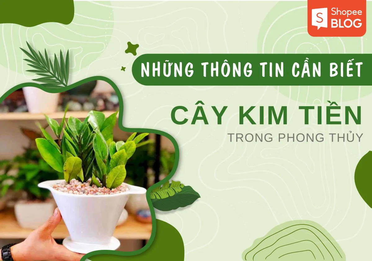 Cây kim tiền hợp mệnh gì? Ý nghĩa cây kim tiền trong phong thủy