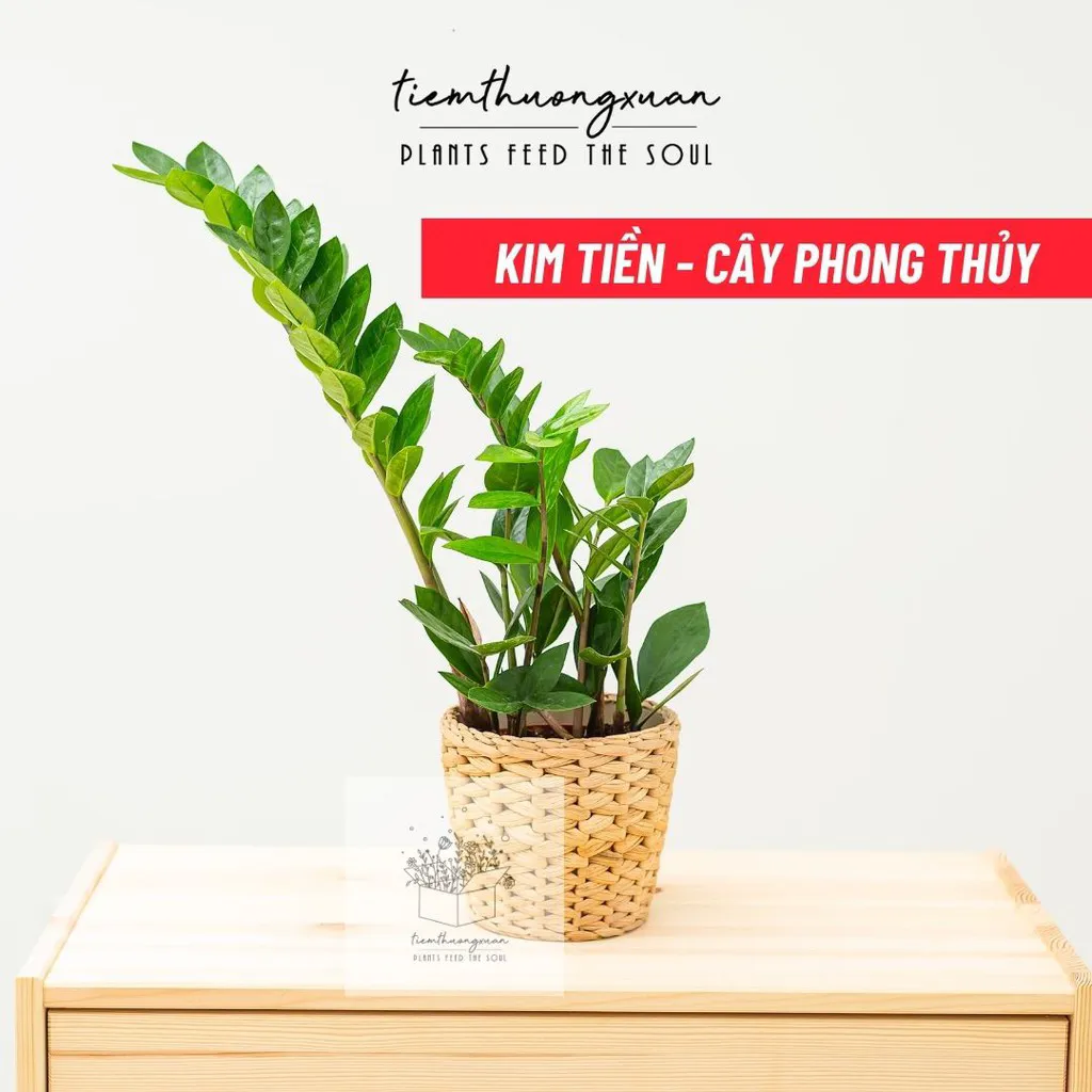 Cây kim tiền hợp mệnh gì? Ý nghĩa cây kim tiền trong phong thủy