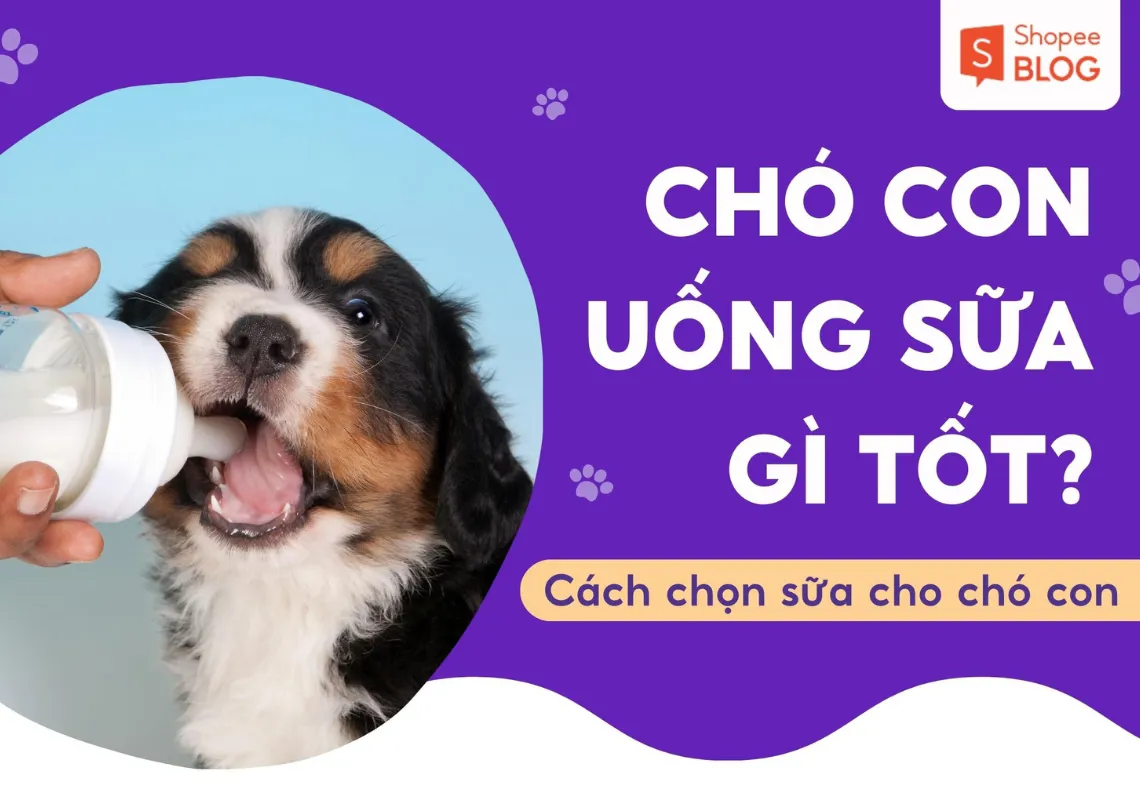 Chó con uống sữa gì tốt? Top 6 loại sữa cho chó nên dùng