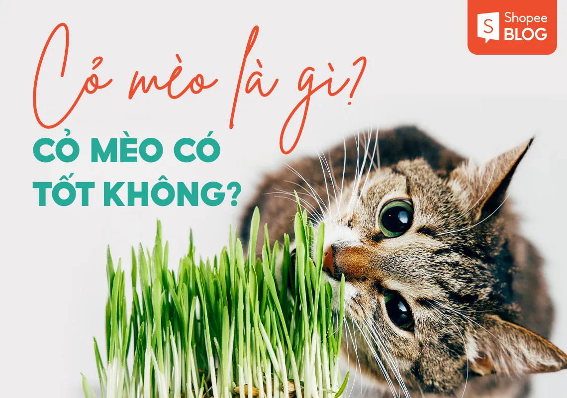 Cỏ mèo là gì và có tốt không? Tại sao nên cho mèo ăn cỏ?