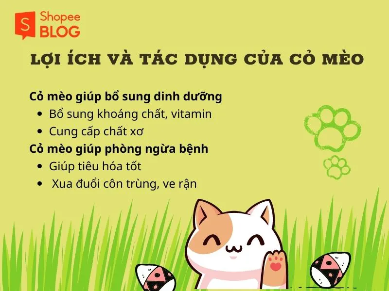 Cỏ mèo là gì và có tốt không? Tại sao nên cho mèo ăn cỏ?