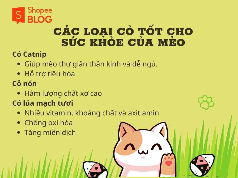 Cỏ mèo là gì và có tốt không? Tại sao nên cho mèo ăn cỏ?