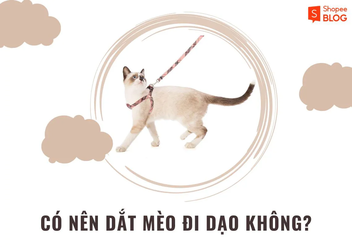 Có nên dắt mèo đi dạo thường xuyên hay không?