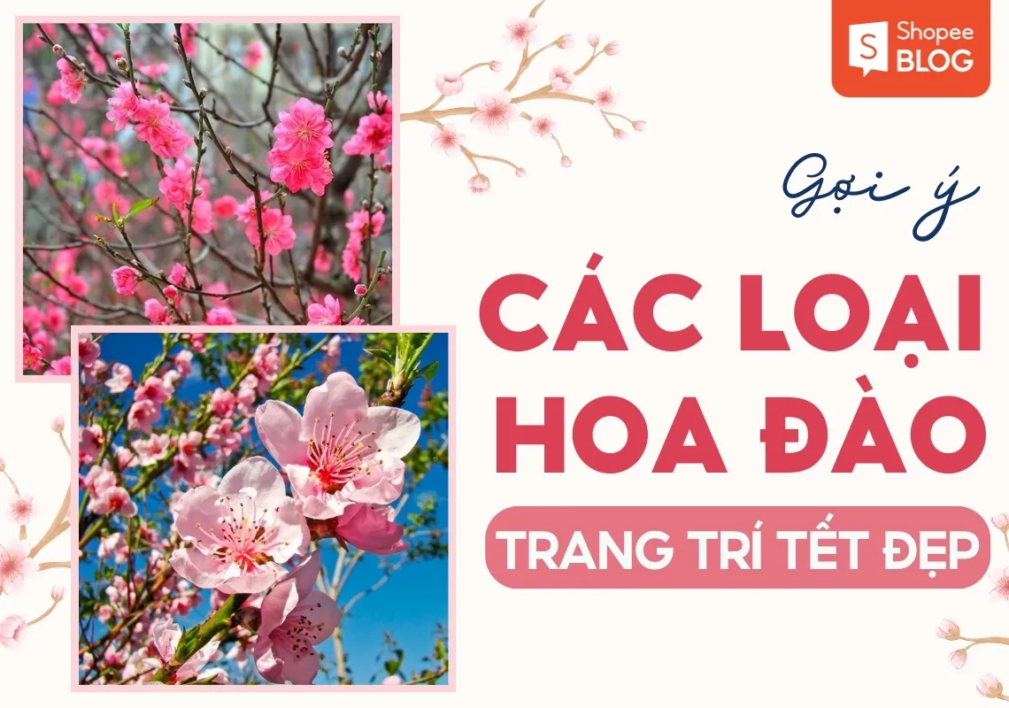 Gợi ý các loại hoa đào trang trí Tết Nguyên Đán