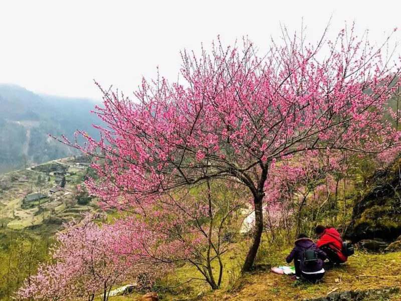 Gợi ý các loại hoa đào trang trí Tết Nguyên Đán