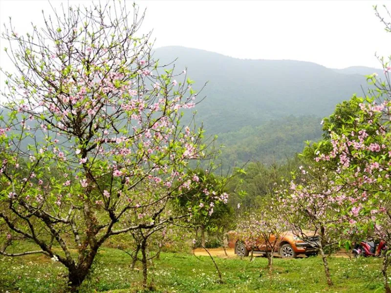 Gợi ý các loại hoa đào trang trí Tết Nguyên Đán