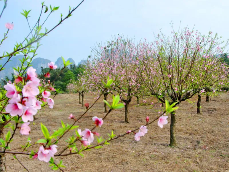 Gợi ý các loại hoa đào trang trí Tết Nguyên Đán