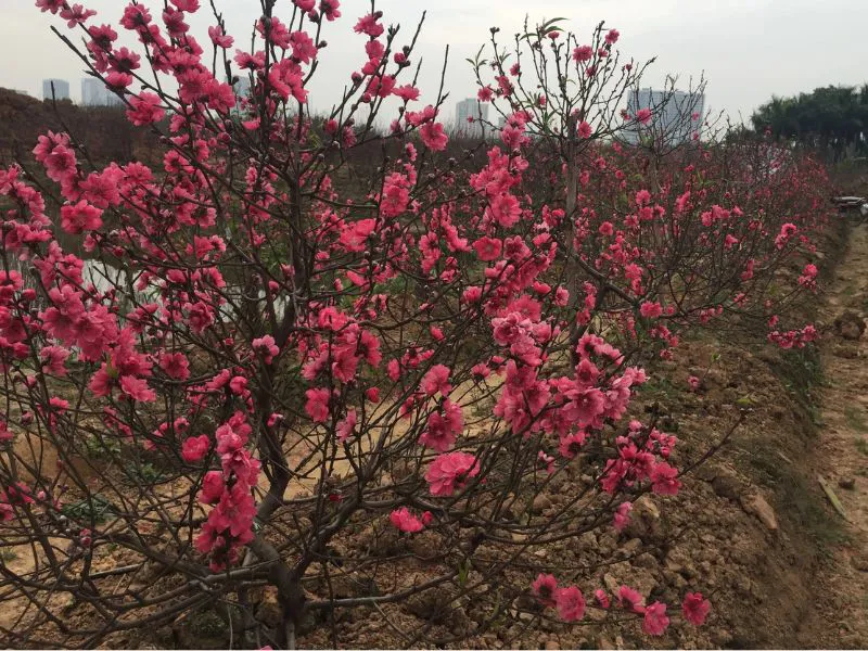 Gợi ý các loại hoa đào trang trí Tết Nguyên Đán