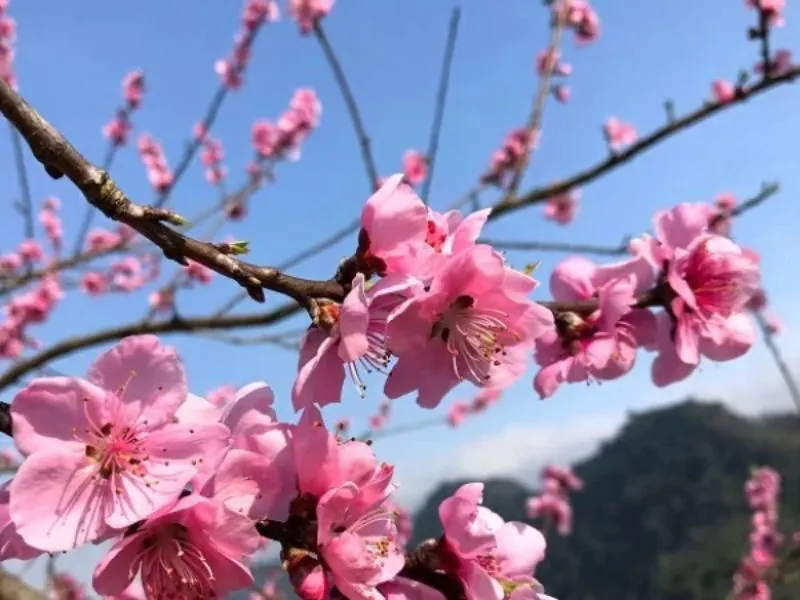 Gợi ý các loại hoa đào trang trí Tết Nguyên Đán