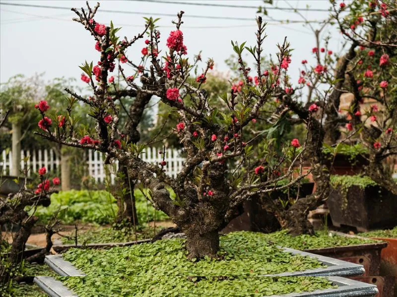 Gợi ý các loại hoa đào trang trí Tết Nguyên Đán