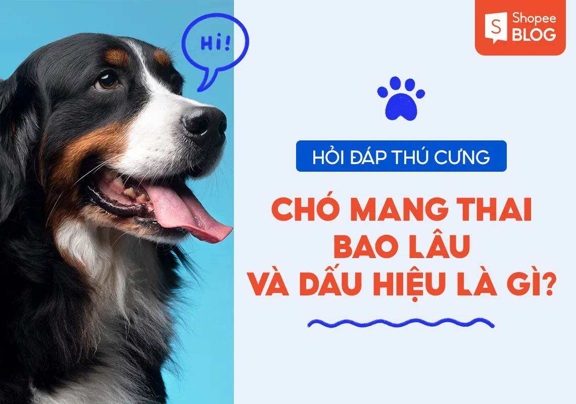 Hỏi đáp thú cưng: chó mang thai bao lâu và dấu hiệu là gì?