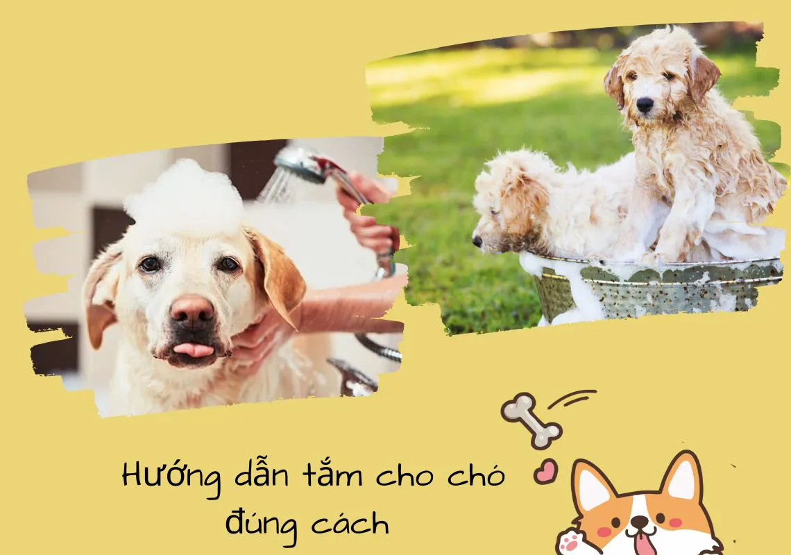 Hướng dẫn cách tắm cho chó sạch sẽ và an toàn từ A – Z