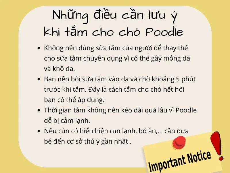 Hướng dẫn cách tắm cho chó sạch sẽ và an toàn từ A – Z