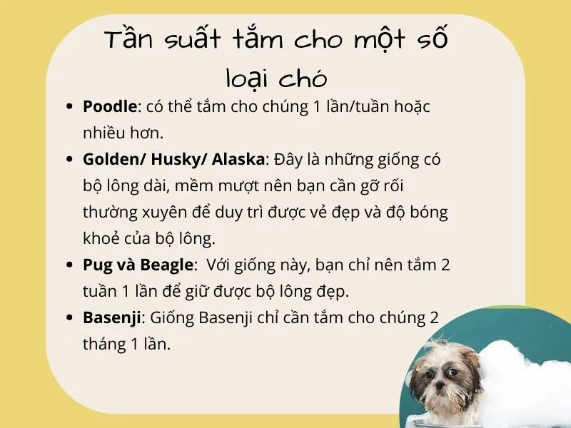 Hướng dẫn cách tắm cho chó sạch sẽ và an toàn từ A – Z