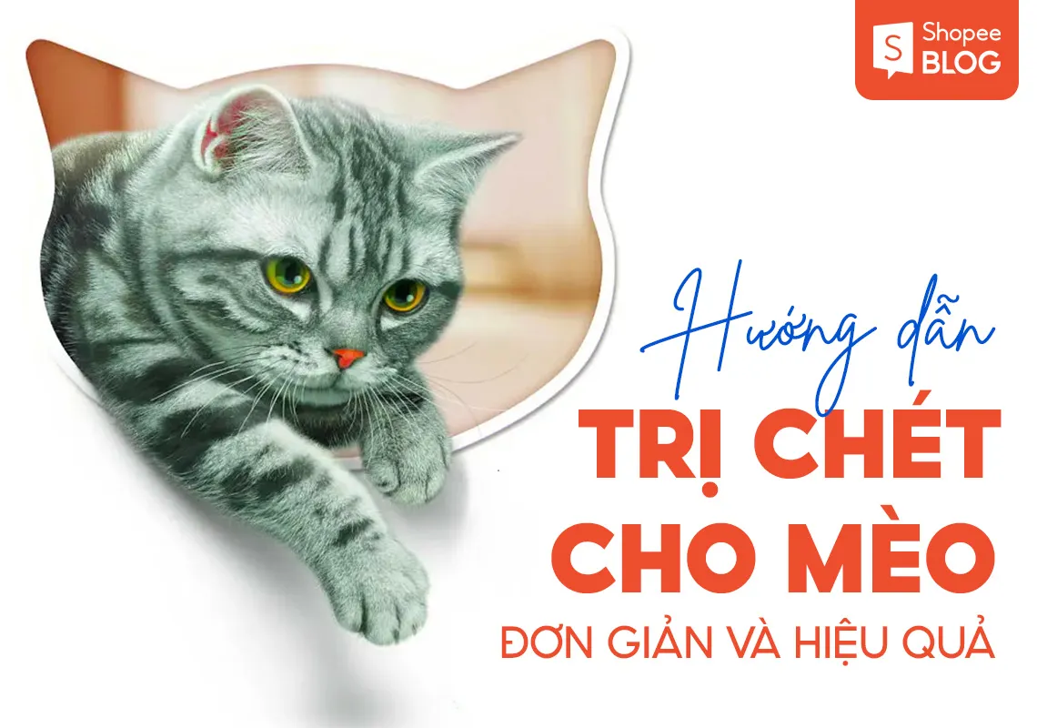 Hướng dẫn cách trị bọ chét cho mèo đơn giản và hiệu quả cho các sen